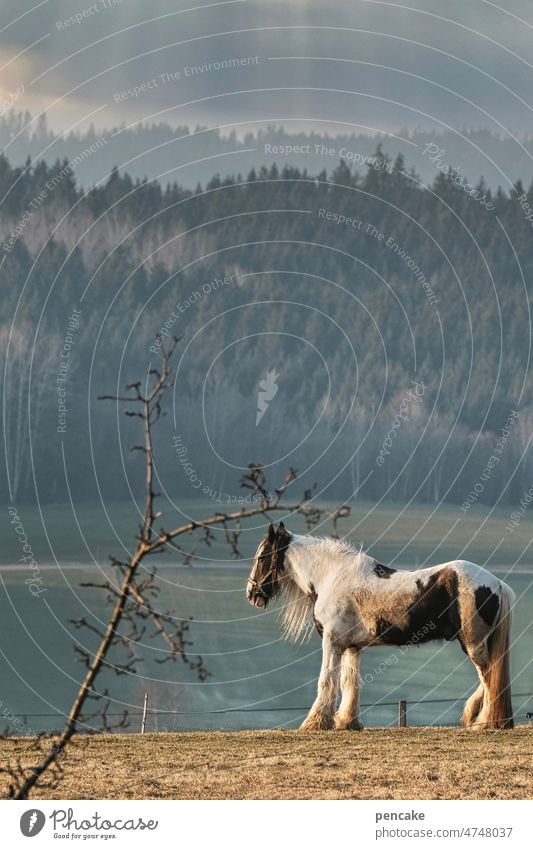 april horse Horse Workhorse cold-blooded animal Farm Animal Meadow Field Rural Landscape Willow tree Nature Forest mountains Allgäu Spring Twig Tree Apple tree