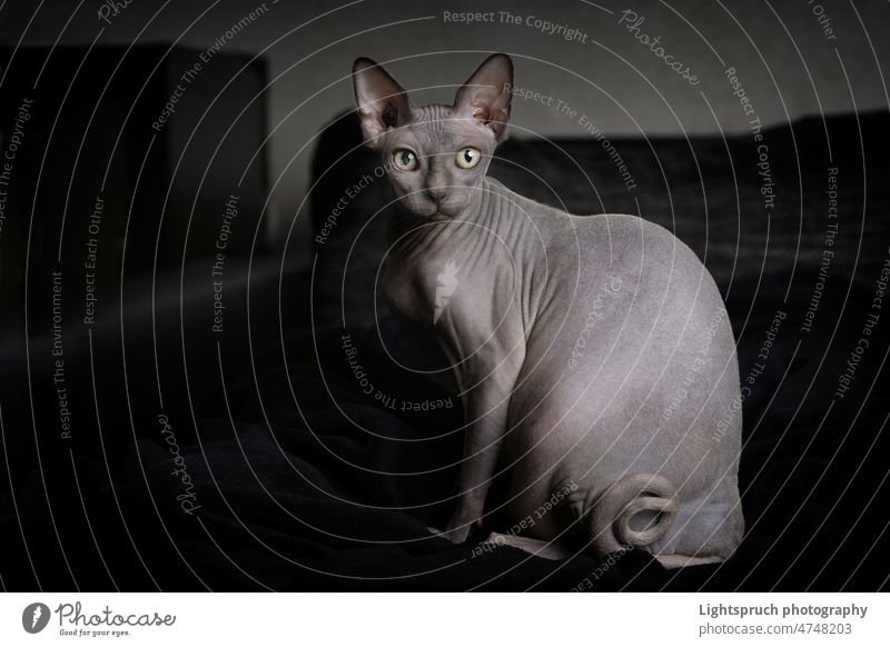 Portrait of a gray Sphynx nude cat in domestic environment. Cat sphynx nude cat Pet Sphinx kitten pretty White segregated Indigenous Bald or shaved head