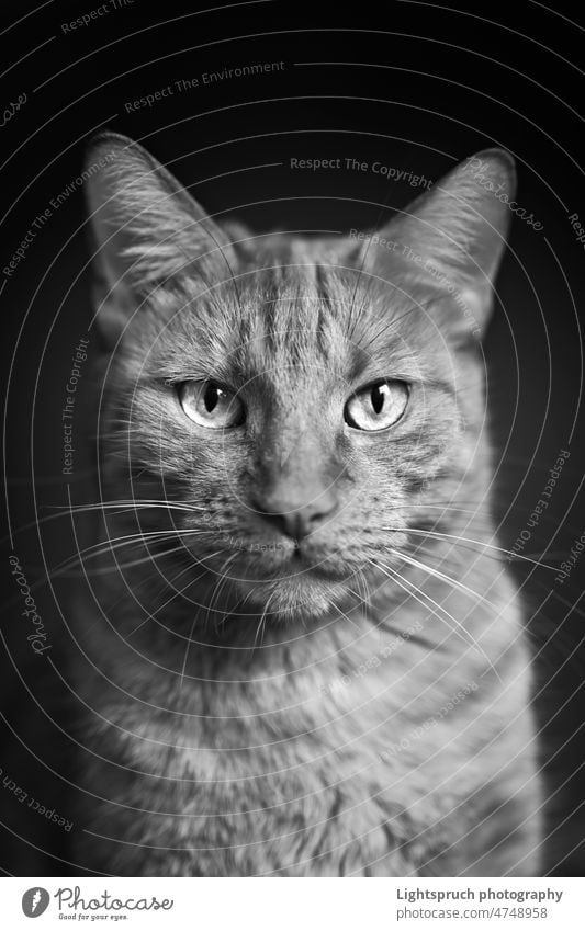 Portrait of a tabby cat looking straight to the camera. Vertical black and white image. domestic cat close-up looking at camera vertical animal head