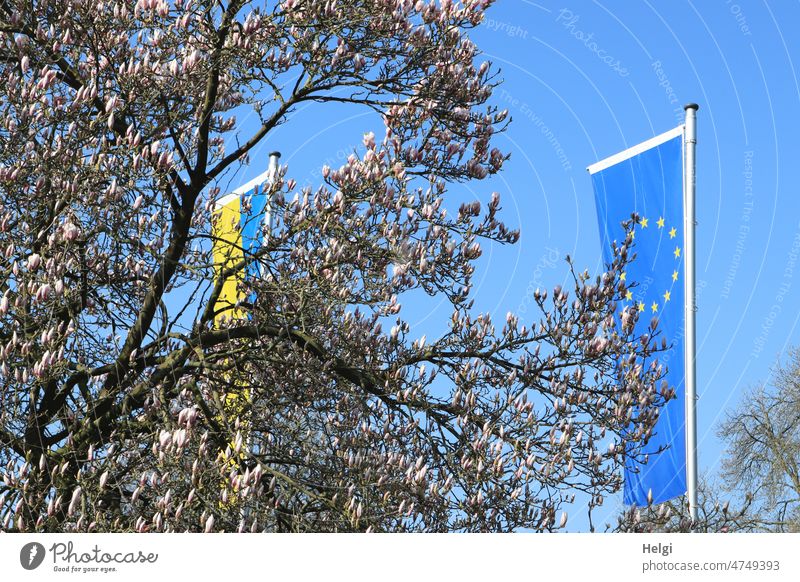 Solidarity - Flags of Ukraine and Europe flying behind a blooming magnolia tree Spring Magnolia tree Magnolia blossom bud Solitdarity flag Sky Blue sky