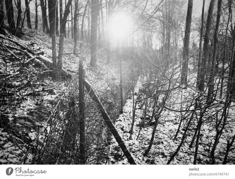 Through the thicket Black & white photo Forest Twigs and branches trees thickets Wood winter landscape Frost Calm Winter forest Winter walk Winter mood