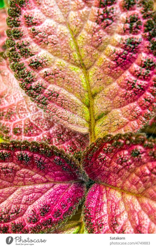 Colorful pattern and soft fur on the leaf surface of the Carpet Plant episcia plant green color garden leaves nature texture botany background closeup natural