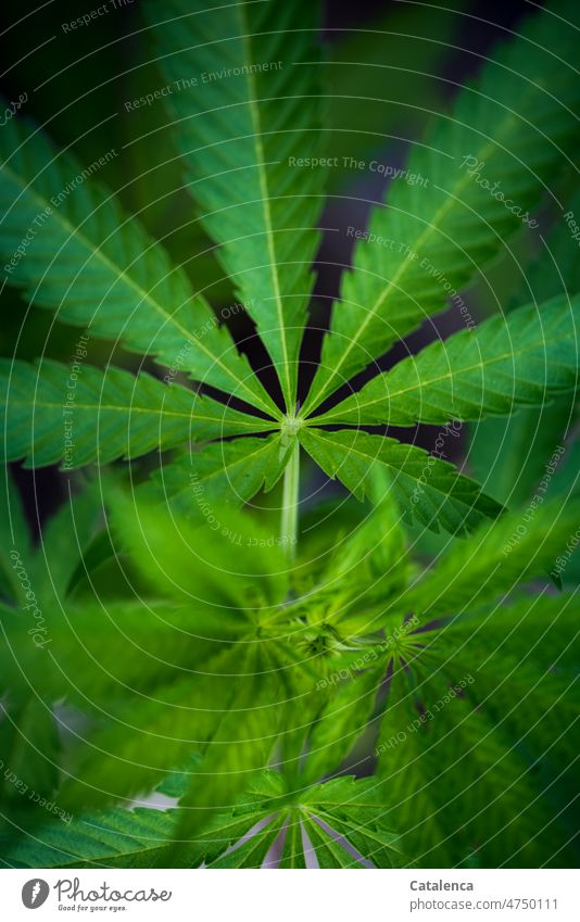 marijuana Grass weed pot ganja hemp plant Cannabis Hemp plants Agricultural crop Leaf handle Plant Green Medication Intoxicant Alternative medicine thc Smoking