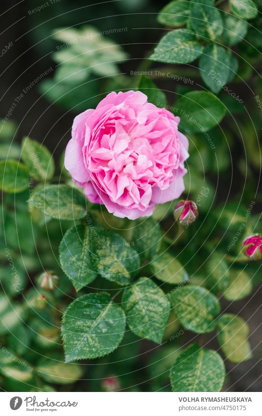 Beautiful flowers of the peony-shaped English rose Mary Rose in the garden in summer english petal green nature pink background beautiful bloom blossom fresh