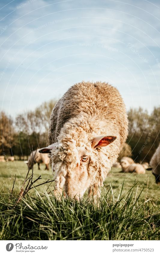 sheep Sheep Animal Farm animal Exterior shot Animal portrait Wool Landscape Flock Willow tree Lamb's wool Meadow Herd Group of animals Nature Grass Agriculture