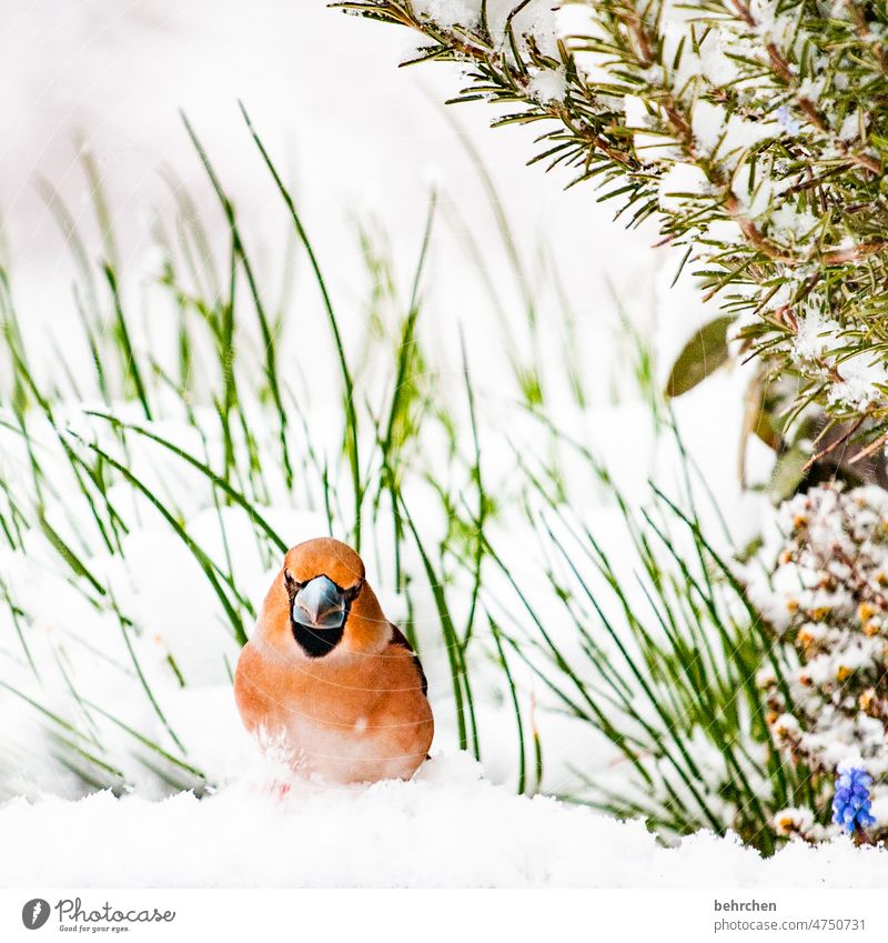 pithy type Exceptional Animal face Fantastic Grand piano pretty feathers Hawfinch colourful herb bed plumage Herbs and spices Rosemary Winter's day winter