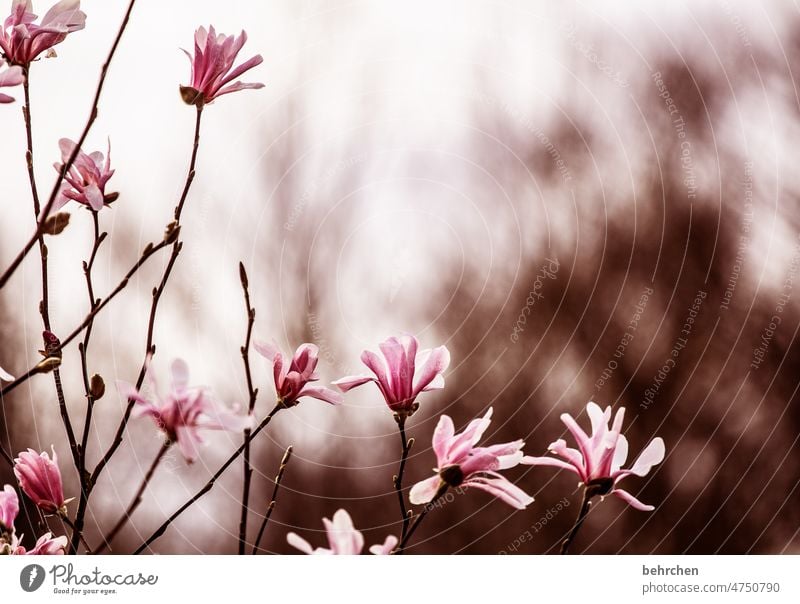fragile buds star magnolia beautifully Warmth Plant Exterior shot blurriness Summer Spring magnolias Sunlight Delicate Nature Blossom leave petals Sunset