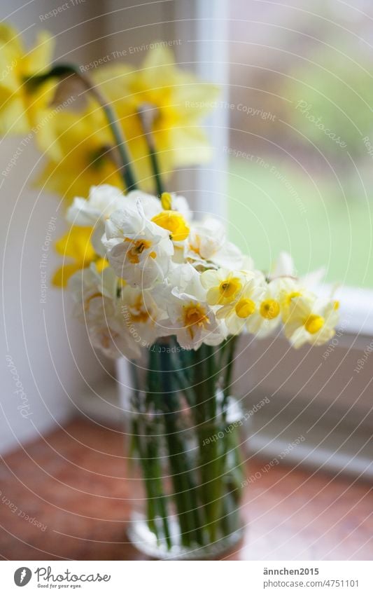 various white and yellow daffodils in a glass vase stand on a stone windowsill Easter Spring Narcissus Spring flowering plant SlowFlowers Pick Vase