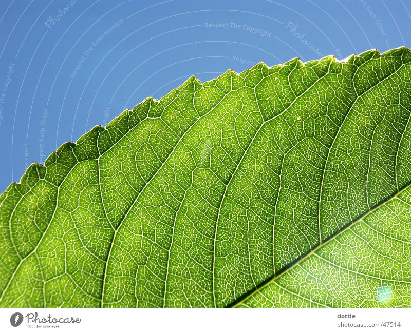 sun leaf Leaf Vessel Green Sun Macro (Extreme close-up)