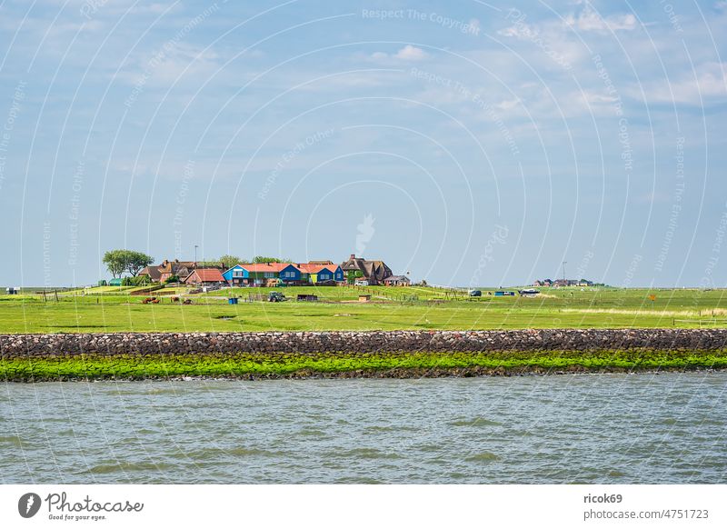 Houses on Hallig Hooge in the North Sea hooge reverberant Island Ocean coast North Frisian Island North Sea coast Schleswig-Holstein
