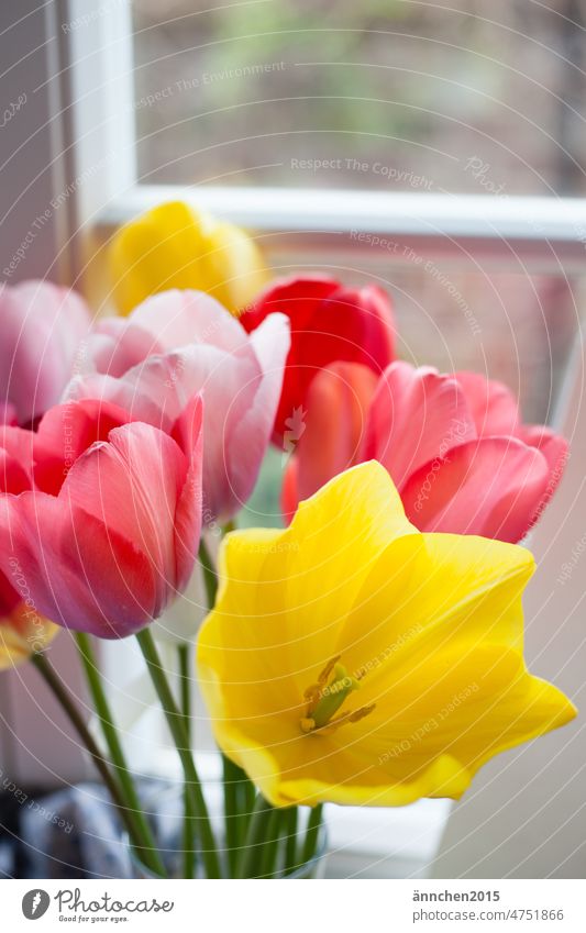 A bouquet of colorful tulips stands in front of a white muntin window flowers Summer Season souvenirs Gift Love Spring fever Tulip blossom Decoration