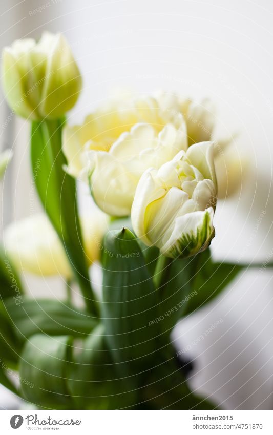 Three white tulips with green White Green SlowFlower Tulip Ostrich Bouquet Easter Spring Plant Blossom Blossoming Interior shot Decoration Colour photo Nature