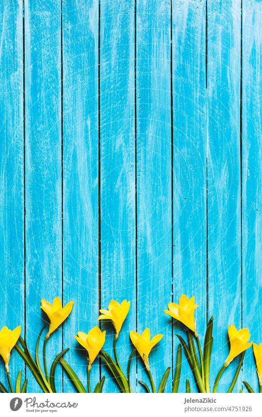 Yellow flowers on a turquoise wooden background design beautiful floral cornet art summer nature abstract love leaf bloom retro composition wedding fashion