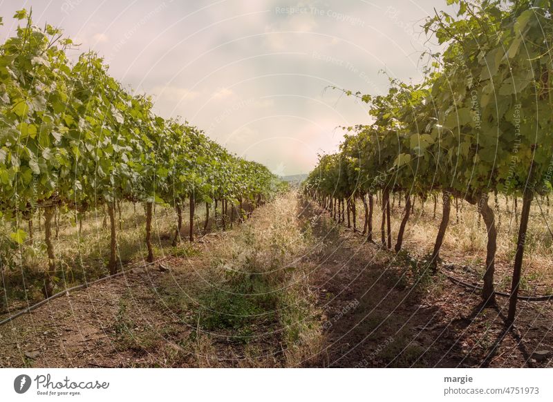 vineyard Vine Vineyard field economy vines sustainability Organic produce series Arrangement Earth Winegrowers Agriculture Wine growing trees bushes Winery