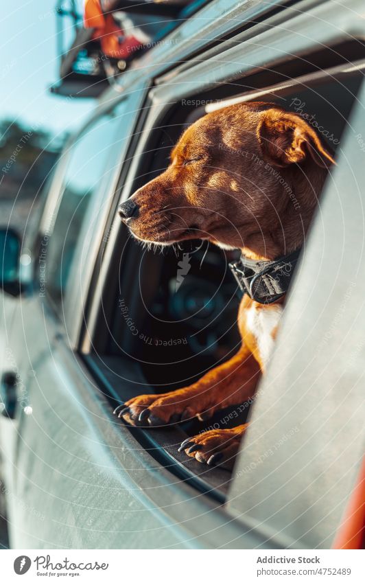 Dog looking out of car window in early morning dog pet wake up road trip wanderlust tourism companion traveler curious adventure freedom explore open nature