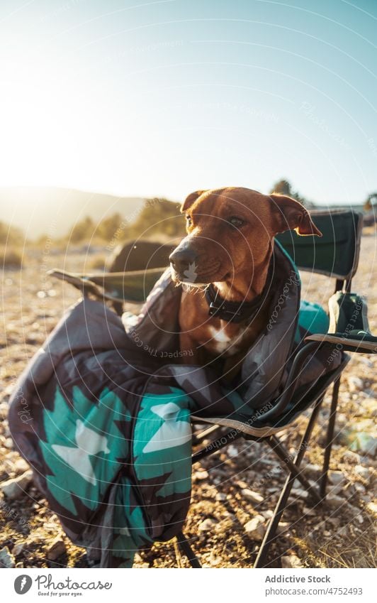 Dog in blanket sitting in folding chair at sunrise dog morning camp early nature dawn cold countryside animal pet collar environment domestic wrap canine warm