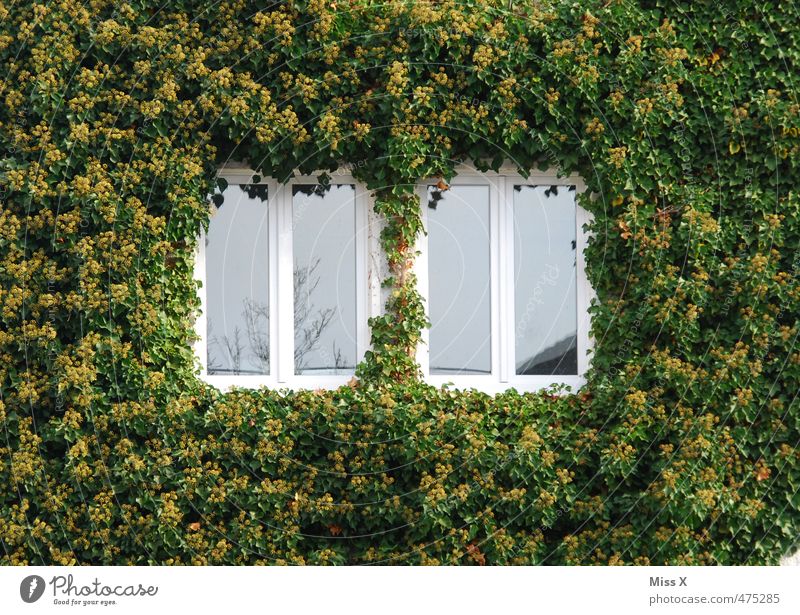 ivy house Flat (apartment) House (Residential Structure) Plant Bushes Ivy Growth Overgrown Virginia Creeper Sleeping Beauty Window Feral Colour photo