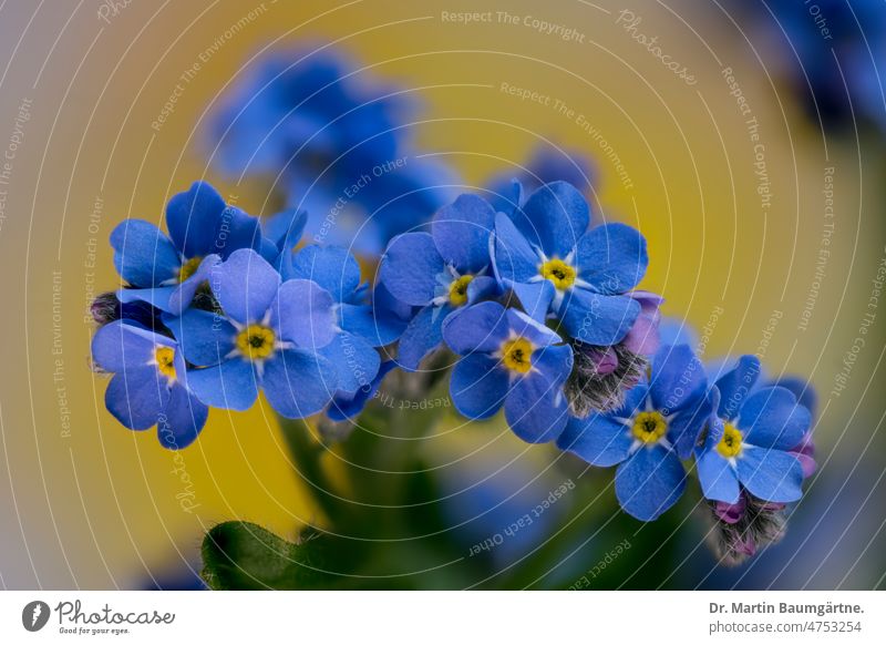 Myosotis, forget-me-not, cultivated form with intense blue flowers Forget-me-not blossoms Blossom Plant Flower Borage family Boraginaceae Spring Flowering