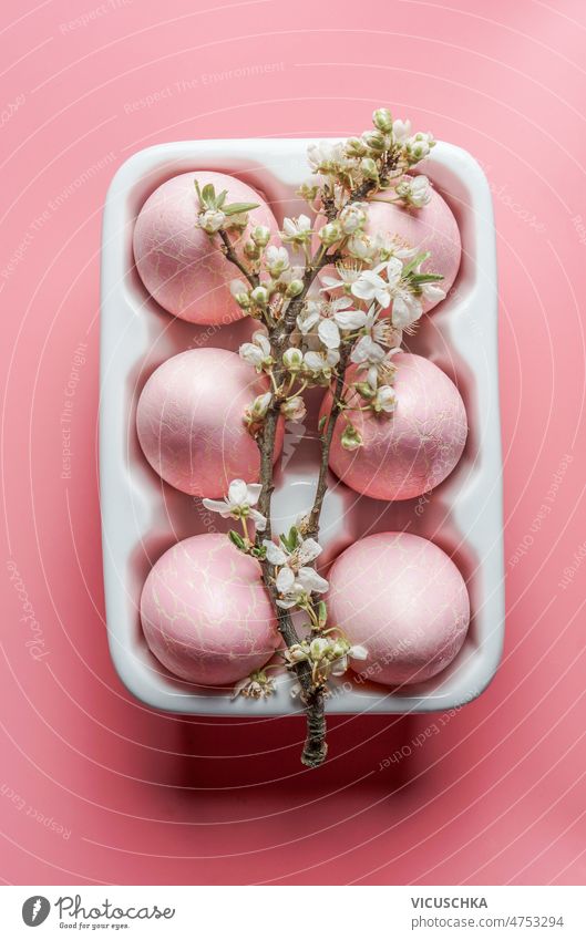 Pink Easter eggs in white egg holder with white cherry blossom  on pink background easter eggs seasonal springtime setting top view beautiful blooming branch