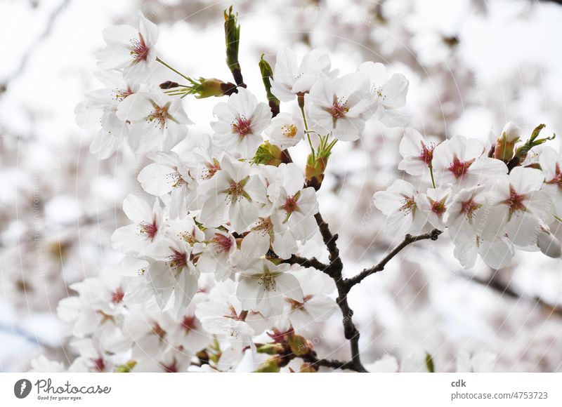 Spring & Cherry Blossoms. cherry blossom White Pink Light Bright Cherry tree blooms Sun come into bloom April pretty Fresh Delicate Smooth symbol Early spring