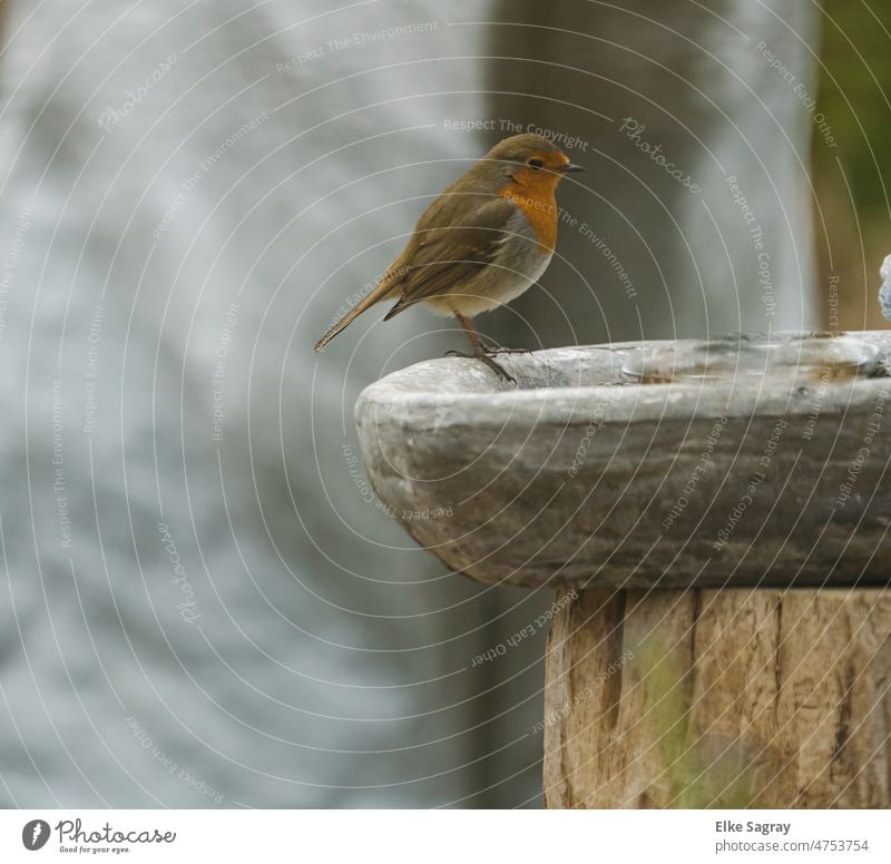 Robin against gray background Bird Nature Colour photo Robin redbreast Animal portrait Shallow depth of field Full-length Deserted Close-up Copy Space top Small