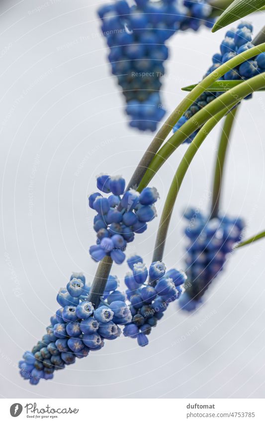 Blue grapes hyacinth on snow, spring flower Hyacinthus Flower Plant Winter Spring Nature Blossom Close-up Spring flowering plant Easter Shallow depth of field