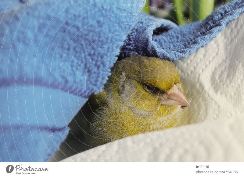 Lucky ! Greenfinch in the recovery phase after impact against the window pane Love of animals Bird Green finch Blow Shock Fright Helpless First Aid tranquillity