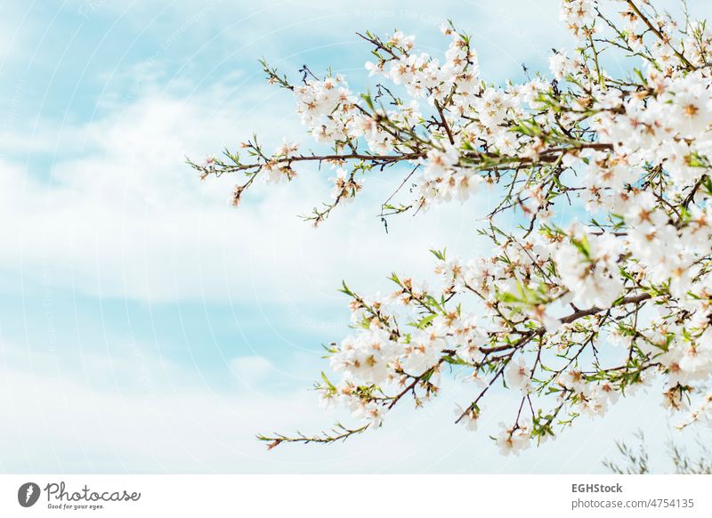 Background of almond blossoms tree and sky. Cherry tree with tender flowers. Amazing beginning of spring. Selective focus. Flowers concept. almond tree clouds