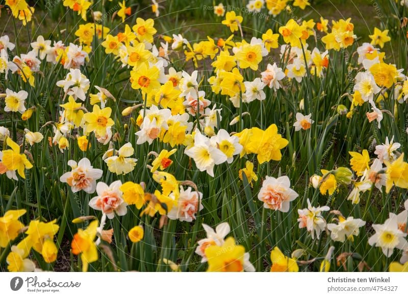 Many blooming daffodils in one bed Narcissus narcissus Spring Blossom Easter Spring flowering plant Spring fever Yellow Green Wild daffodil double daffodils