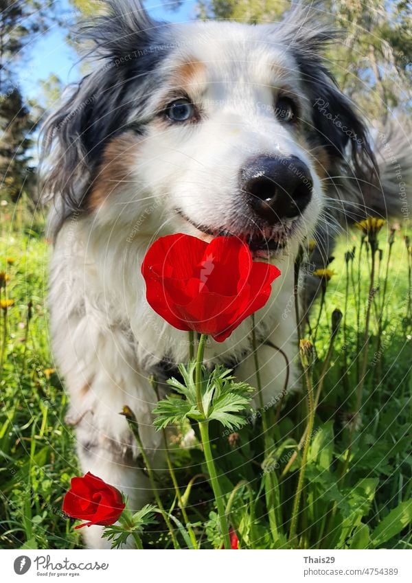 A happy dog in flowers. The pet is smiling. Field Camomiles. The Astralian Shepherd Tricolor. White Swiss Shepherd Dog on flowers poppy. Dog portrait  dog sitting in the poppy field