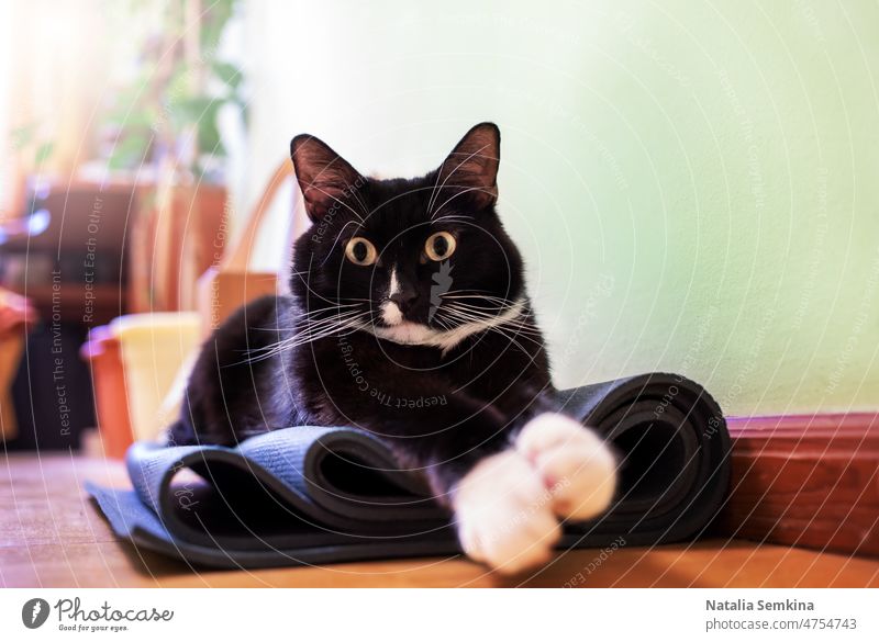 Black and white cat is sitting on folded yoga mat in room and looking at camera in surprise. animal apartment black domestic feline fluffy fur home house