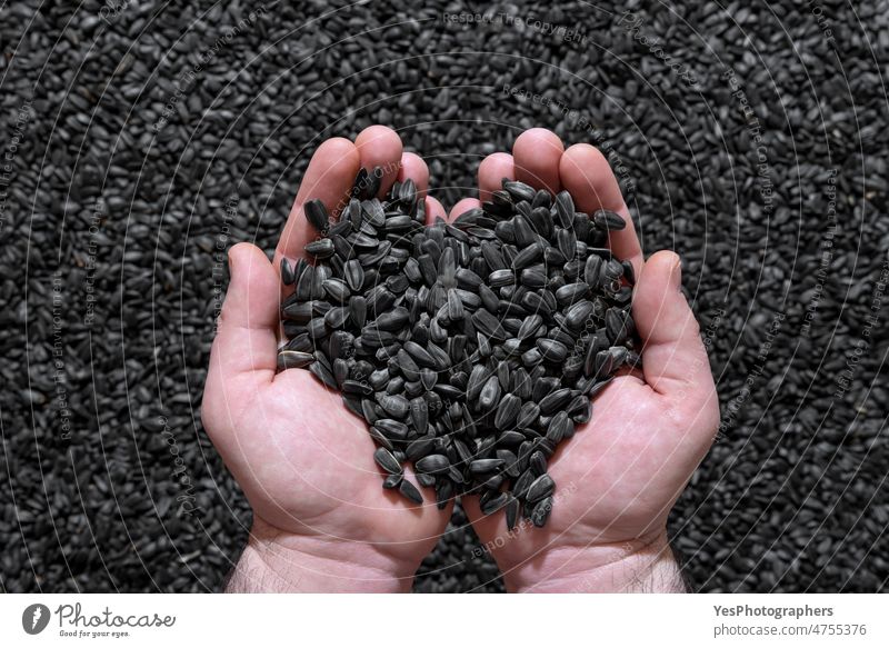Sunflower seeds in a man hands, top view. Pile of black sunflower seeds above agriculture autumn background bright bunch cereal close-up color crisis crop dried