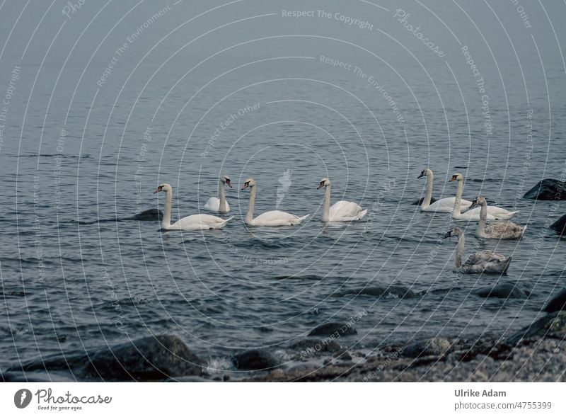 Swans on the Baltic Sea off Bornholm Animal portrait Neutral Background Isolated Image Exterior shot Idyll Love of animals Contentment Happy White Blue