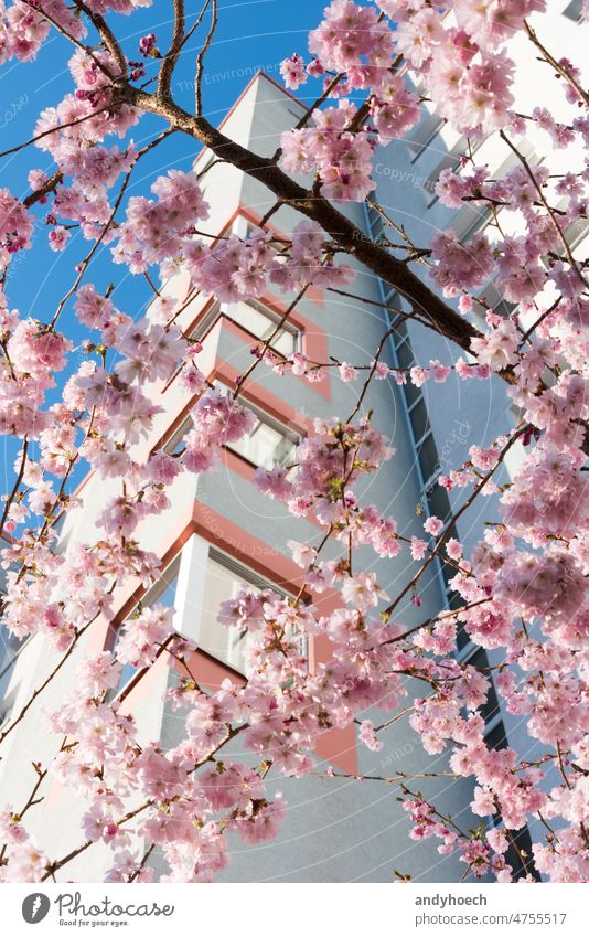 Cherry blossoms in front of a skyscraper with a blue sky apartment apartments architecture beautiful bloom blooming building buildings Business cherry