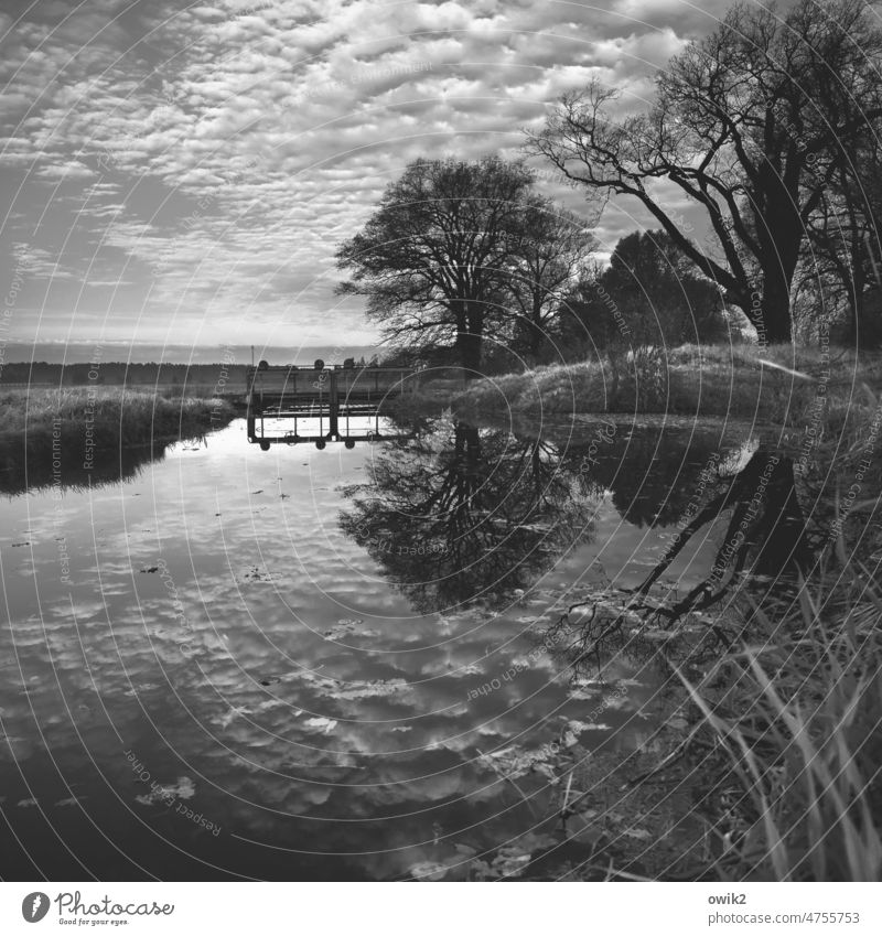 watercourse Water Sky Landscape Plant Nature Environment Horizon Clouds Beautiful weather Tree Twigs and branches River bank Channel Idyll Black & white photo