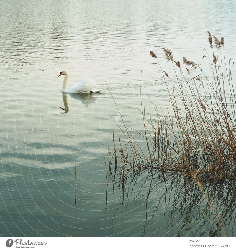Rushing by lazily Swan Lake Bird Peaceful animal world peacefully be afloat Pond Colour photo Reflection Duck birds windless Exterior shot Deserted