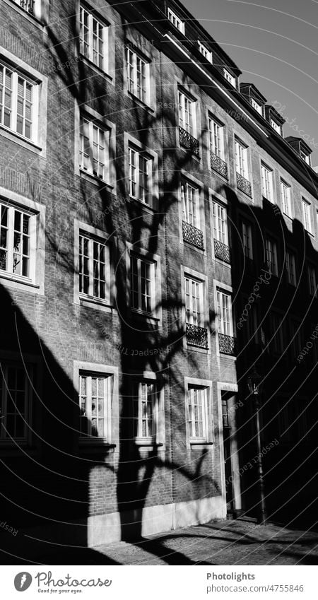 Tree casts shadow on a house facade Shadow trees black-and-white Tree trunk branches twigs structure Sunlight shady House (Residential Structure) Facade