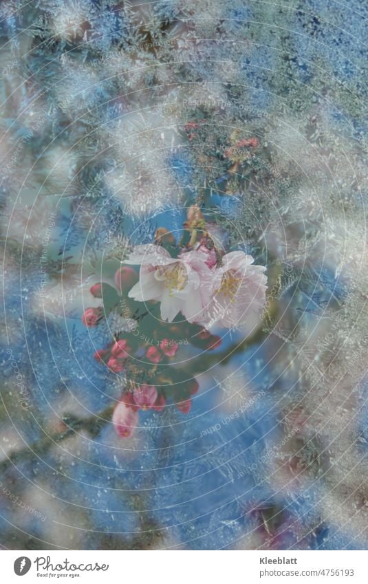 We defy frost and ice - spring! Flowers of an ornamental cherry with overlay frost flowers Frost Spring blossoms Ornamental cherry Double exposure