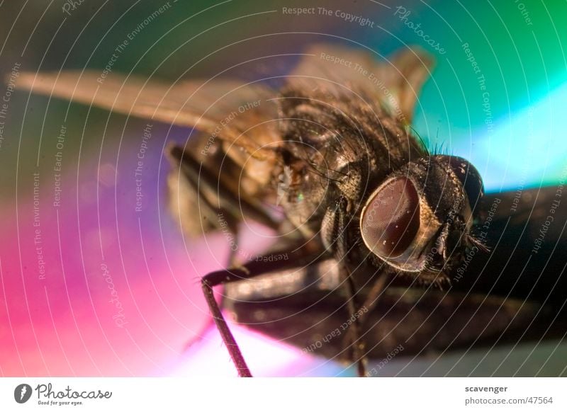 bow tie Insect Multicoloured Color gradient Small Large Dust Fly Flying Legs Eyes face Colour Macro (Extreme close-up) Microphone Hair and hairstyles Wing