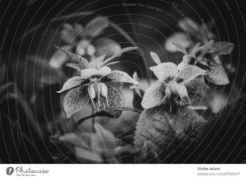 Helleborus | Christmas rose, Lenzrose, hellebore Winter Delicate Pistil bilges mourning card Dark Grief somber Nature Spring Flower Plant Blossom Garden
