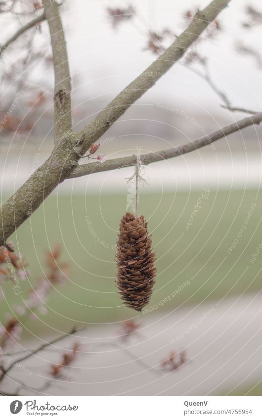 Spruce cones hung on a branch with a road in the background Cone Nature Town Tree Brown Forest naturally Environment Shallow depth of field Day Subdued colour