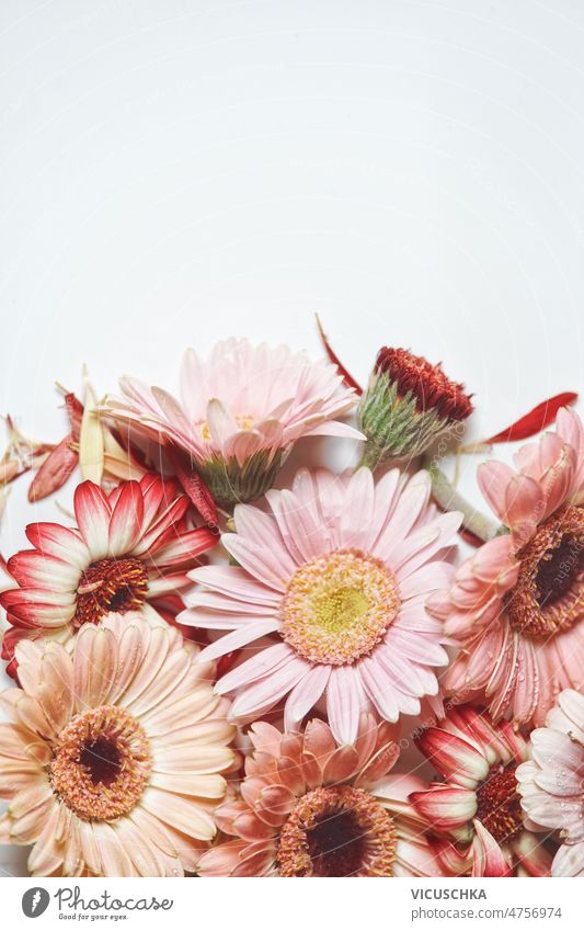 Floral background with pastel pink and red gerbera flowers at white floral white background border copy space top view beautiful bloom blooming blossom close up