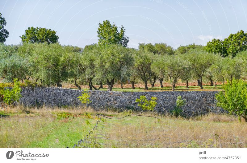Olive plantation olive olive tree Olea europaea mediterranean leaf outdoor summer sunny nature natural twig apulia italy southern italy agriculture farming wall