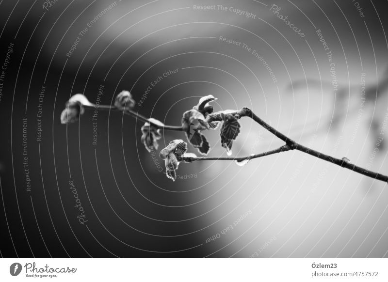 April weather rainy weather drops on branches and leaves Rain Snow Tree Nature raindrops Exterior shot Black & white photo Deserted