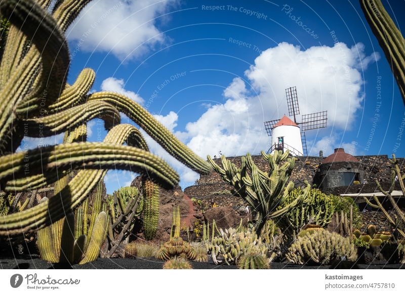 Tropical cactus garden in Guatiza village, Lanzarote, Canary Islands, Spain. spain green nature tourism botanical plant flora desert flower colorful park botany