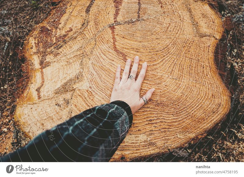 Cut pine log in natural outdoors scene deforestation loggin cut down chop down nature sustainability environment wood detail tree close ring wood ring stump