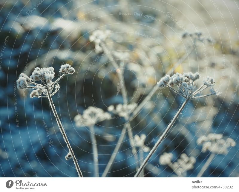 Frozen Winter Bushes stalks Ice sheet Hoar frost Environment Landscape Beautiful weather Illuminate Light Shadow Contrast Structures and shapes Exterior shot