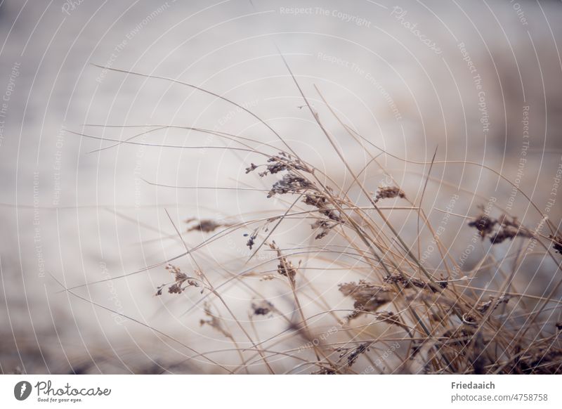 Grasses dance in the wind on the sandy shore grasses Nature Plant Exterior shot Wild plant naturally Close-up Shallow depth of field Environment blurriness