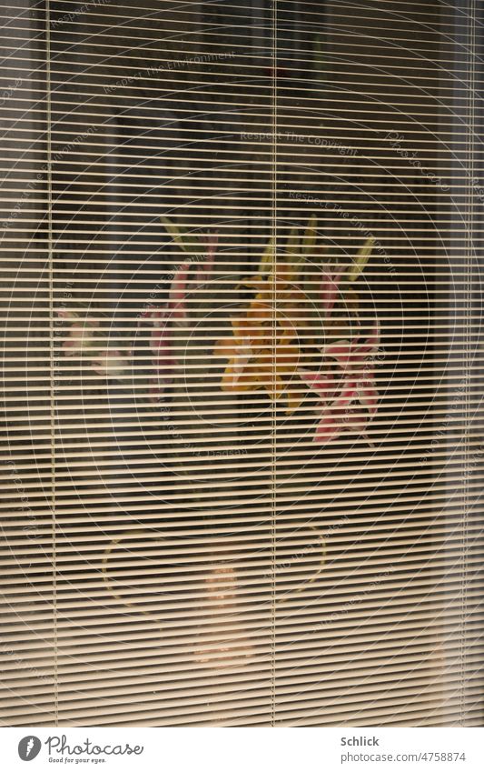 Beauty flowers behind blind Window Venetian blinds Abstract Colour Screening pretty Structures and shapes Deserted Roller blind Line Pattern Exterior shot