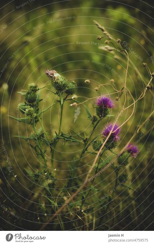 Purple knapweed Knapweed purple Plant Blossom Nature Flower Blossoming Violet Colour photo Shallow depth of field naturally Exterior shot Green